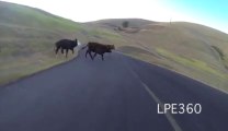 Une descente en longboard qui termine dans une vache !!