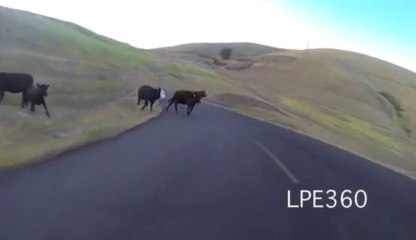 Longboard rider meets cows on the road... FAIL !!