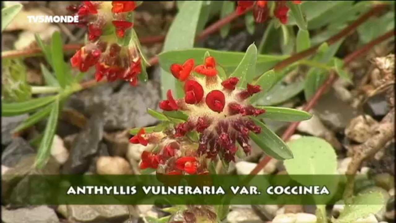 JARDINS & LOISIRS : Des vagues dans les parterres