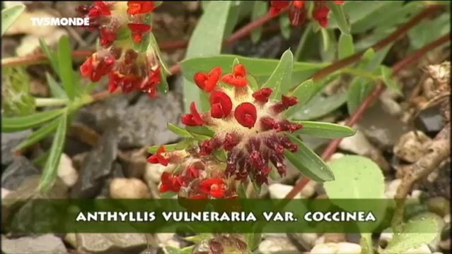 JARDINS & LOISIRS : Des vagues dans les parterres