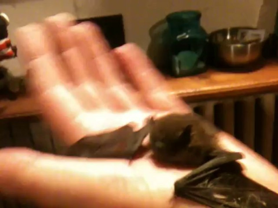 chauve souris