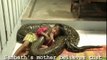 Weird friendship : Kid Rides Giant Python