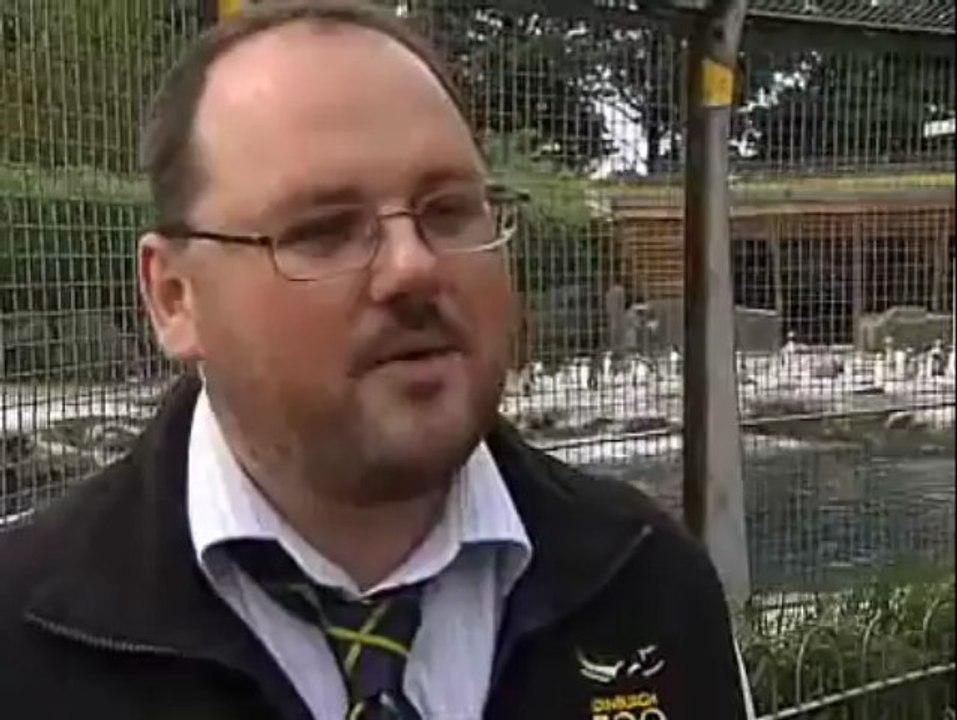 LOL ! King penguin receives Norwegian knighthood