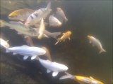 KOI PARADISE