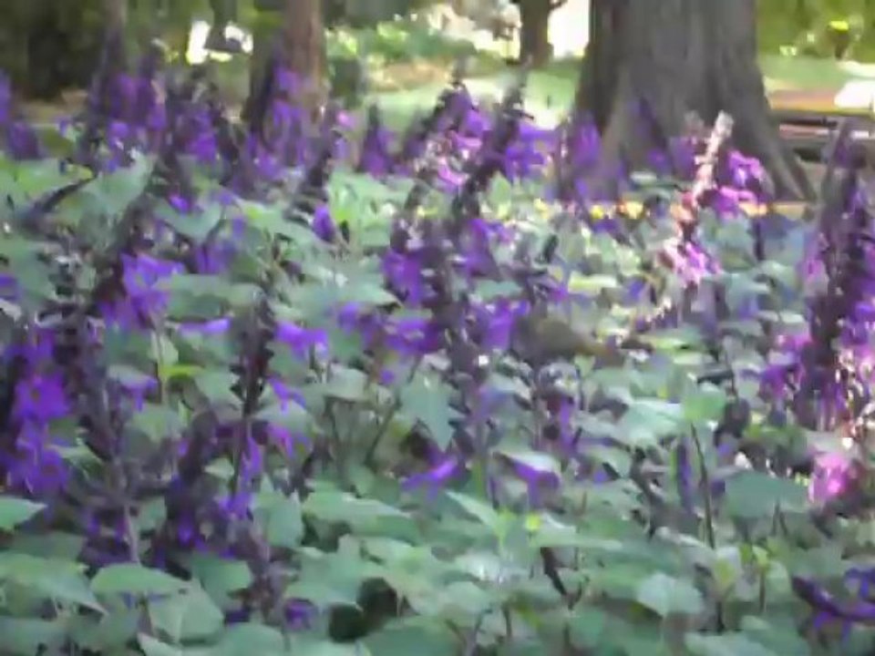 Salida Palermo-Botánico (P2)