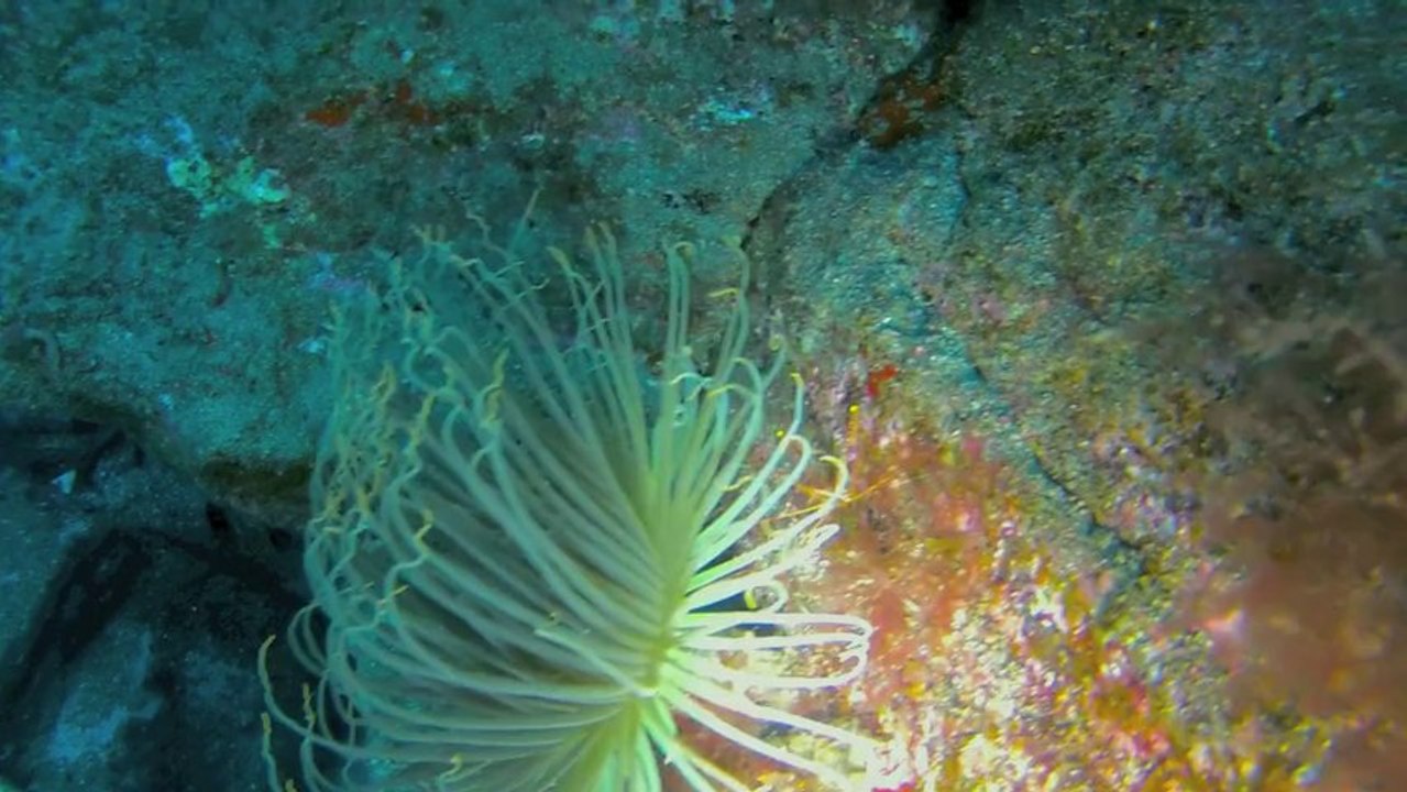 720p Ceriantario