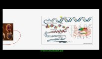 FSc Biology Book2, CH 21, LEC 2, Mitosis