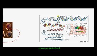 FSc Biology Book2, CH 21, LEC 2, Mitosis
