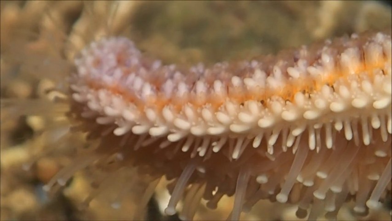 Étoile de mer, le retounement