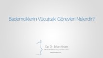 Bademciklerin Vücuttaki Görevleri Nelerdir?