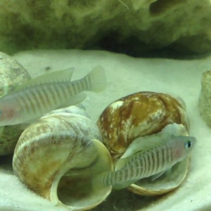 Neolamprologus Multifasciatus...