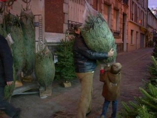 Sapins: le match nordmann-épicéa - 16/12