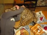 Giant cat on the table... Amazing.