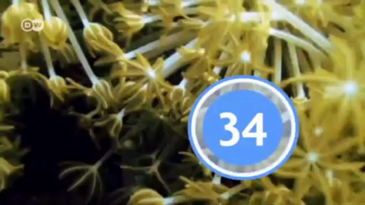 Global Number Biodiversity | Global 3000