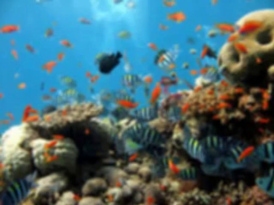 Singapore holiday trip from india | Singapore Sightseeing tour Package at joy-travels.com