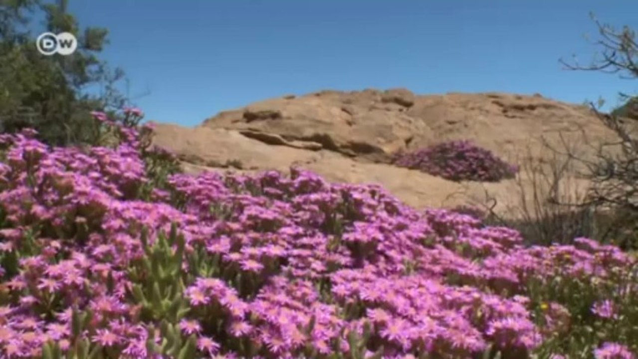 Vielfalt einer Mondlandschaft - Blütezeit im Namaqualand | Global 3000