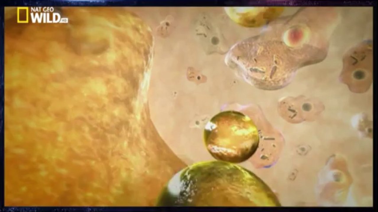 Top 10 des animaux - Les indestructibles