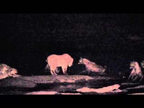 Hyenas Attack Lion in Hwange National Park