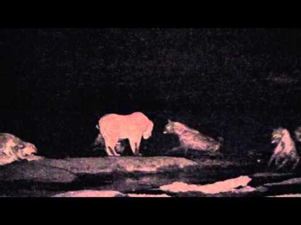 Hyenas Attack Lion in Hwange National Park