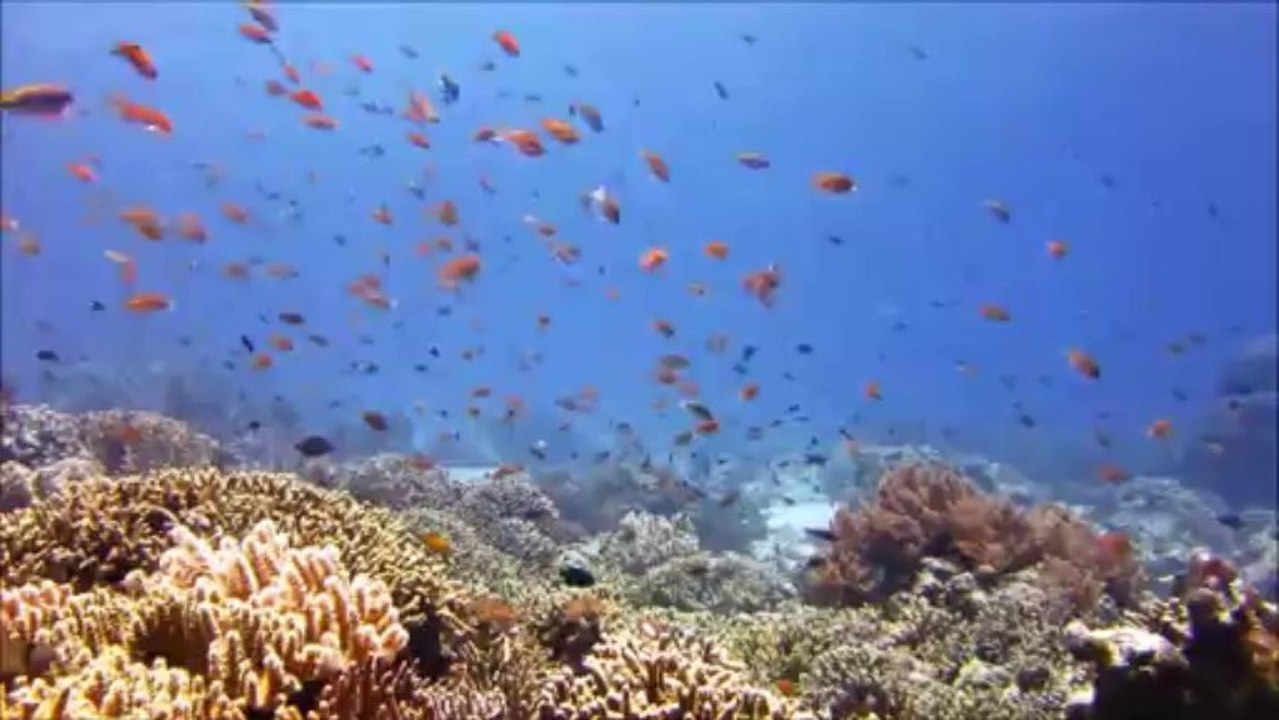 Plongée à Bali 2