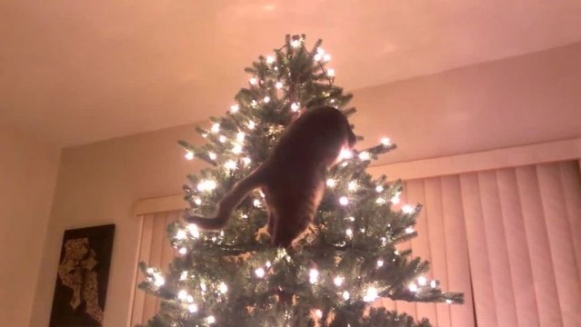 Chat vs Sapin de Noël