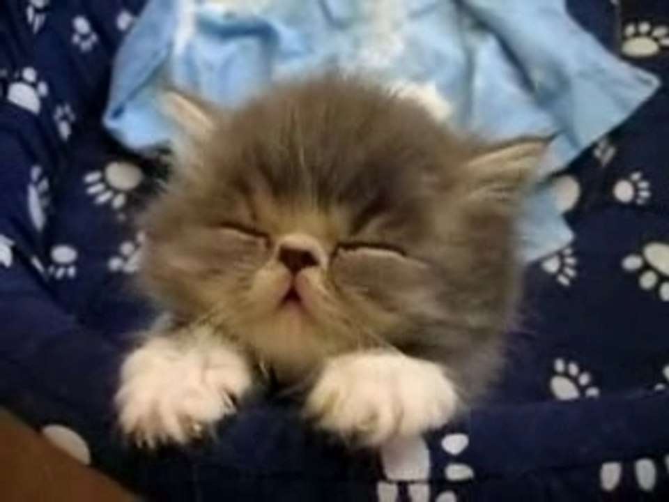 Sleepy Tired Kitten