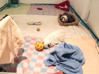 Iris et Lilas Decembre 2013