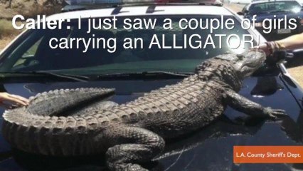 2013 In Review: Weirdest 911 Calls