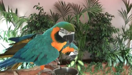 My Blue and Gold Macaws