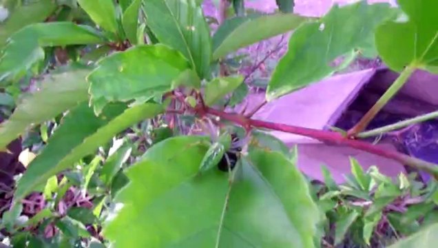 Les Cabanons à Mayotte