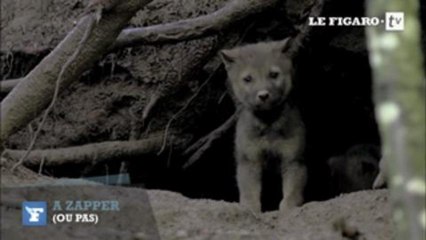 A zapper (ou pas) : France 2 n'a jamais aussi bien porté son nom !