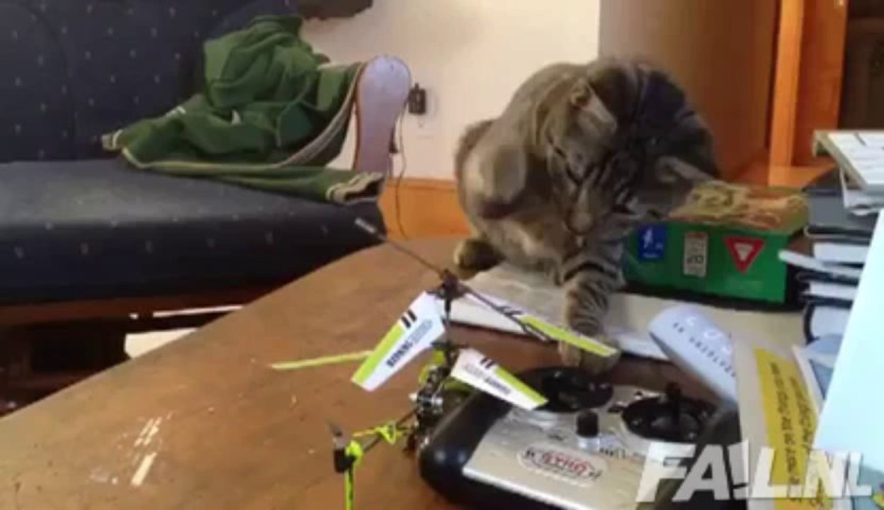 Kot vs helikopter