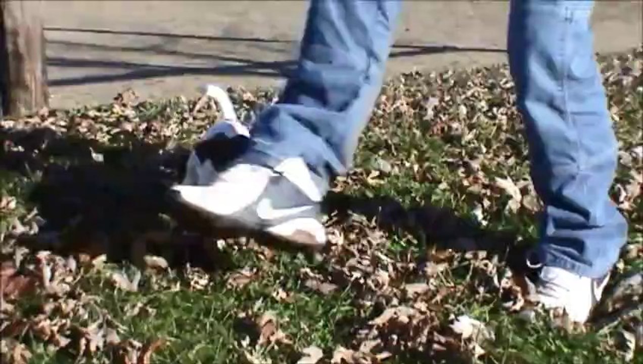 2 - Chiot LOF fox terrier poil lisse mâle. Video du 16/12/13