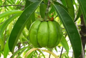 Garcinia Cambogia Fruit Extract