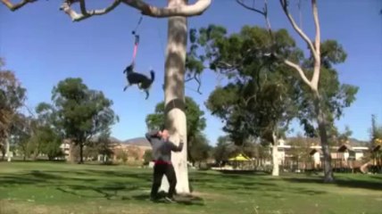 İnanılmaz Yetenekli Köpek