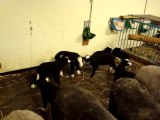 Einblick in das Treiben im Schafstall zum Ende der Lammzeit 14.05.2011