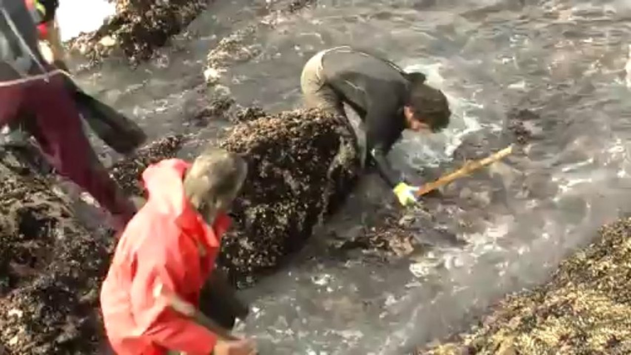Weihnachtsschmaus entenmuschel: ein gefährlicher fang