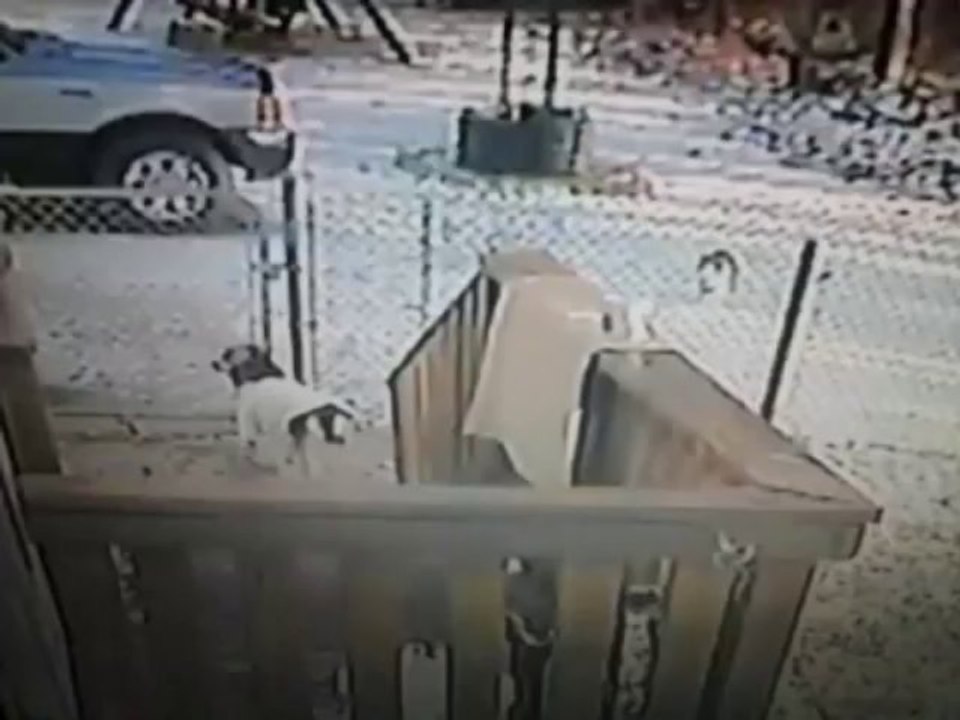 Un chat attaque une femme