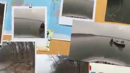 American deer trapped in the frozen lake eventually escape police help.