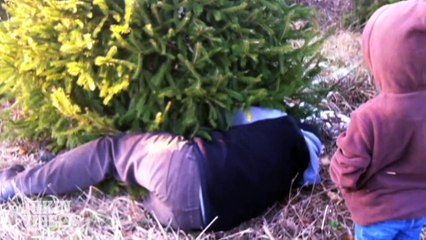 How NOT to Cut Down A Christmas Tree #VOTY2013
