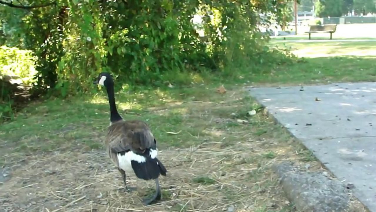HONKERS AND CACKLERS