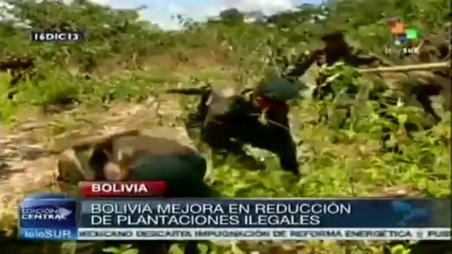 Bolivia rompe récord de erradicación de hectáreas de coca excedente