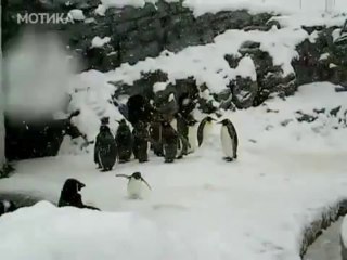 Скачать видео: МОТИКА: Малиот пингвин му се радува на снегот како мало дете