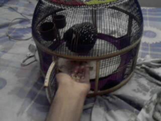 Kala Teeter Patha(Muhammad Qasim From Gujar Khan)