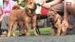 Shar Pei