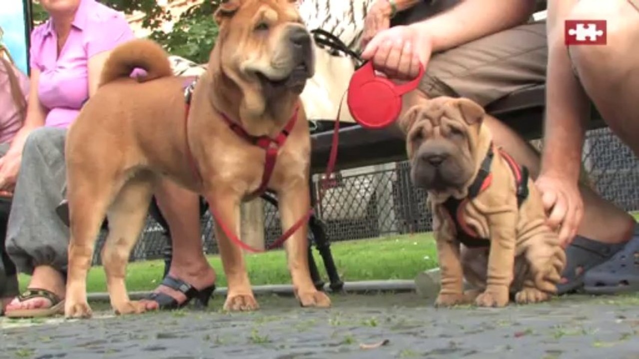 Shar Pei