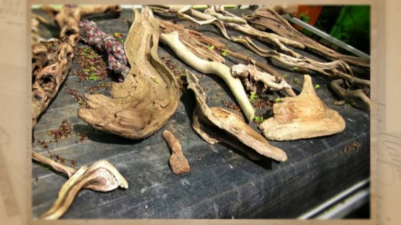 Puricatione Driftwood Table Lamp Home Decor