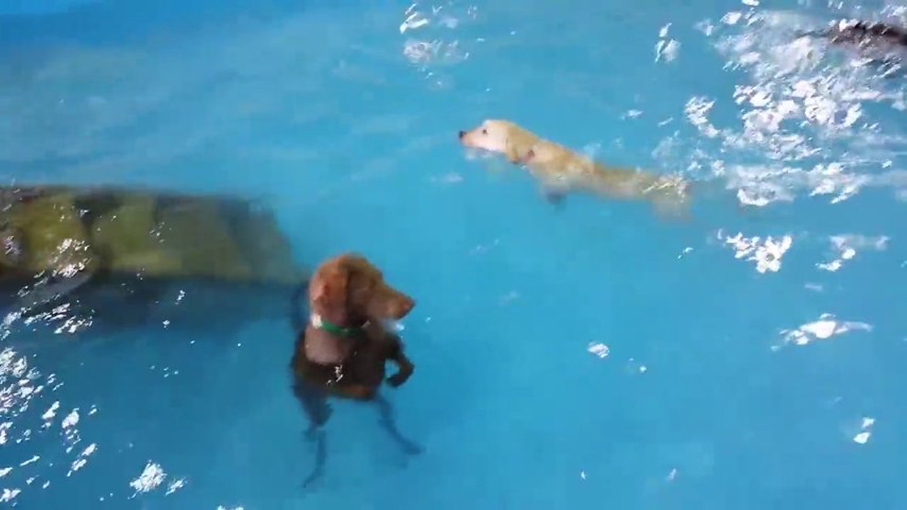 Confused Dog Stands In Pool