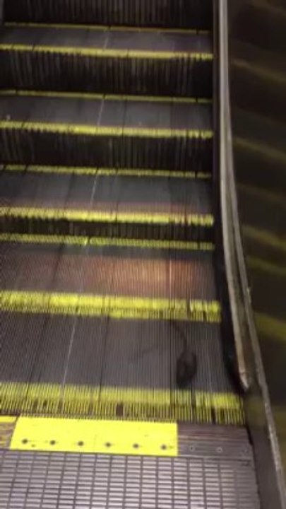 Un Rat coincé dans un escalator - Trop rapide pour descendre. Pauvre bete!