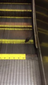 Rat Stuck Going Down The Up Escalator Is A Metaphor Of Life